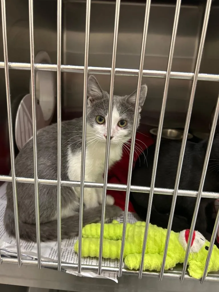 A baby medium-sized male Domestic Medium Hair cat named 2026-07-146 for adoption in Winder, GA