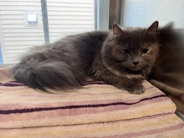 Smokeycompanion To Petunia