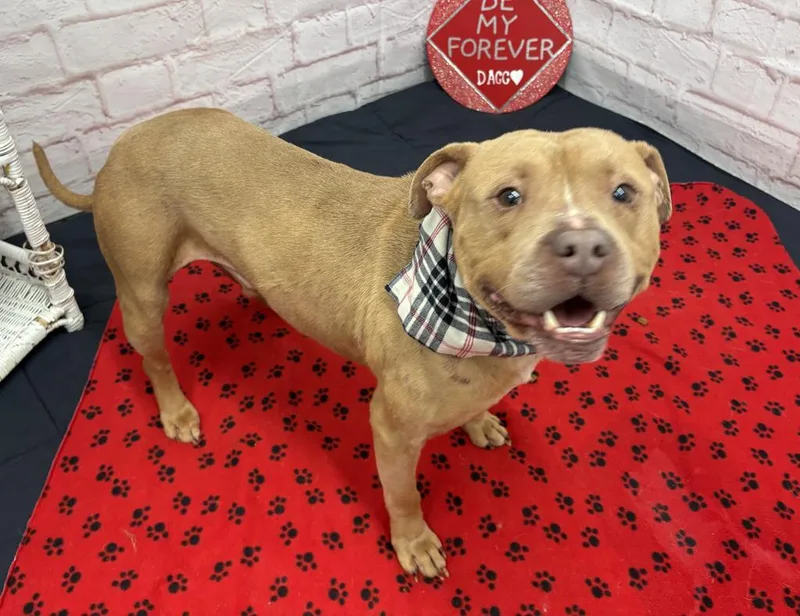 An adult large-sized male Mixed Breed dog named Astilbe for adoption in Detroit, MI