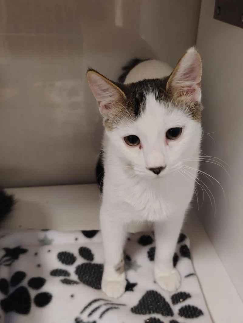 A young medium-sized male Domestic Short Hair cat named Sir Meowsalot for adoption in Lincoln, CA