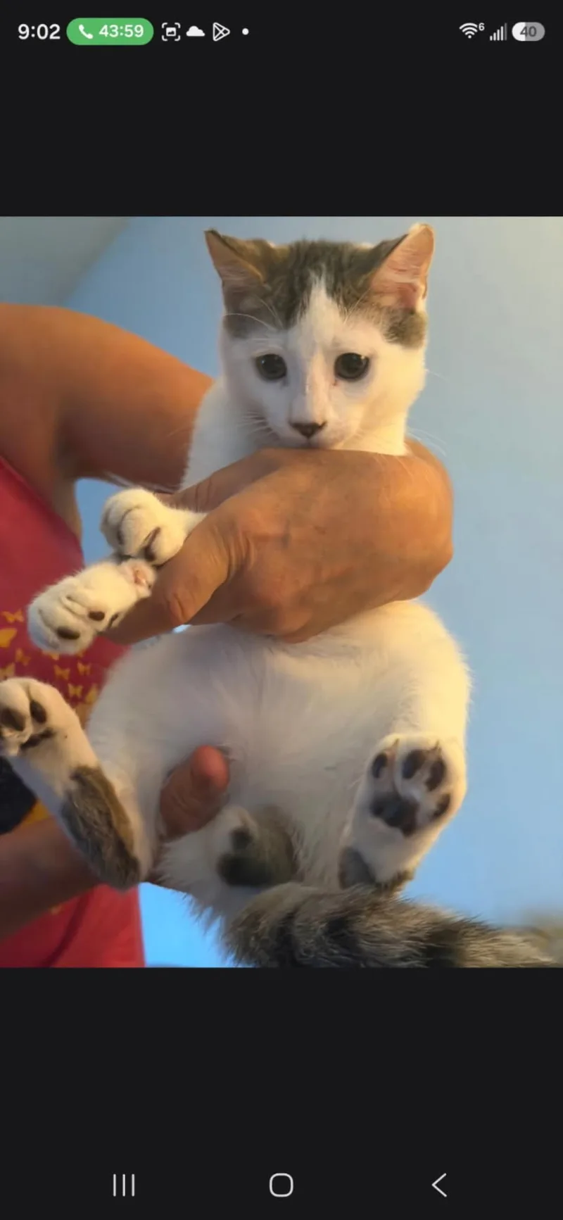 Sir Meowsalot thumbnail 3