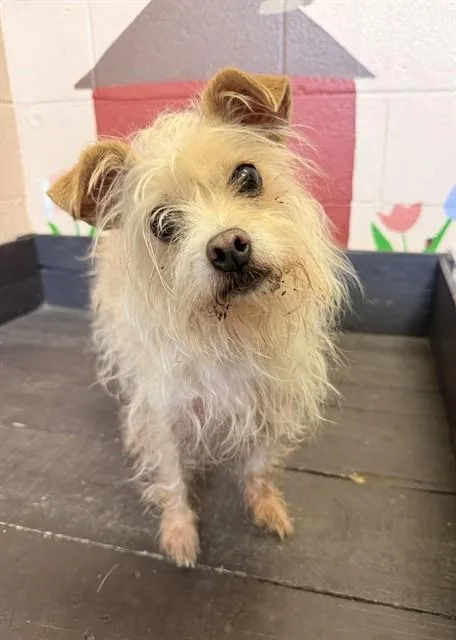 A senior small-sized female Chihuahua dog named Penny for adoption in Castaic, CA