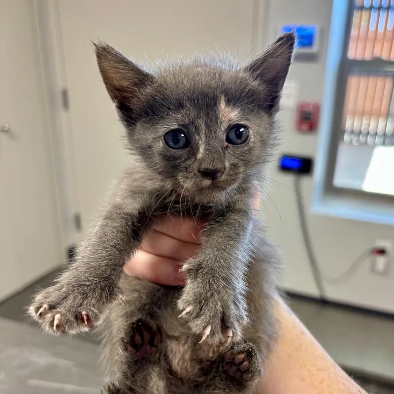 A baby small-sized female Tortoiseshell Domestic Short Hair cat named Pigeon Forge for adoption in Boerne, TX