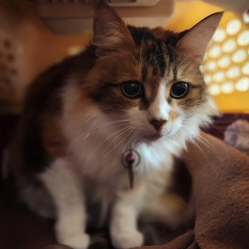 A senior medium-sized female Calico Domestic Medium Hair cat named Ginger for adoption in Reno, NV