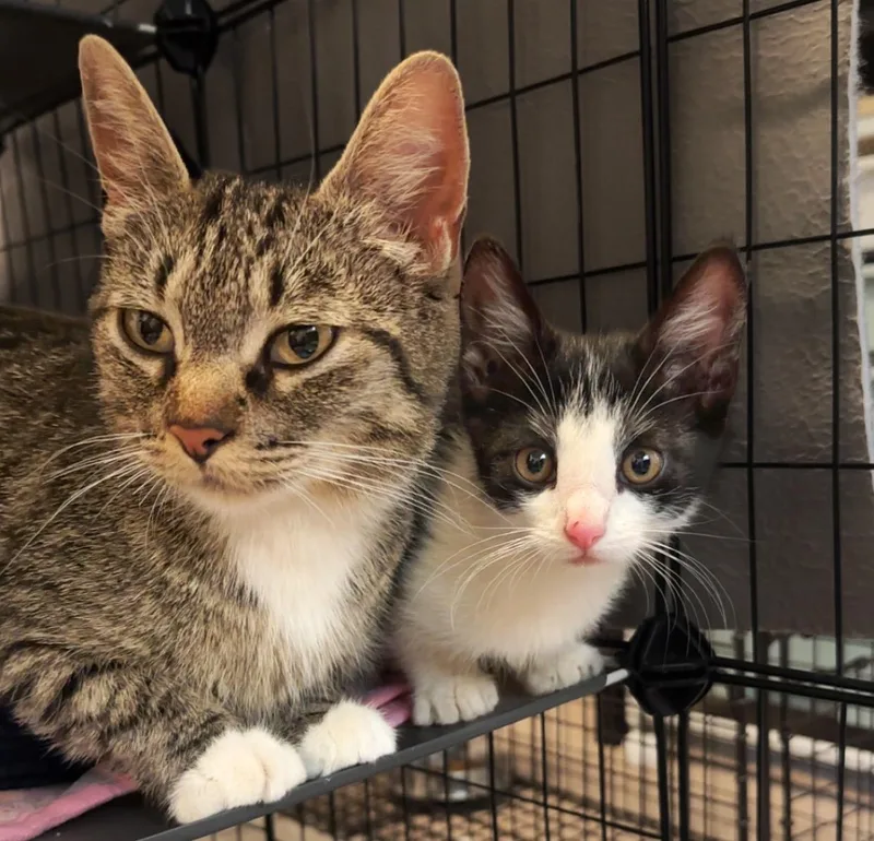 A baby small-sized male Domestic Short Hair cat named Rocky for adoption in Portland, OR