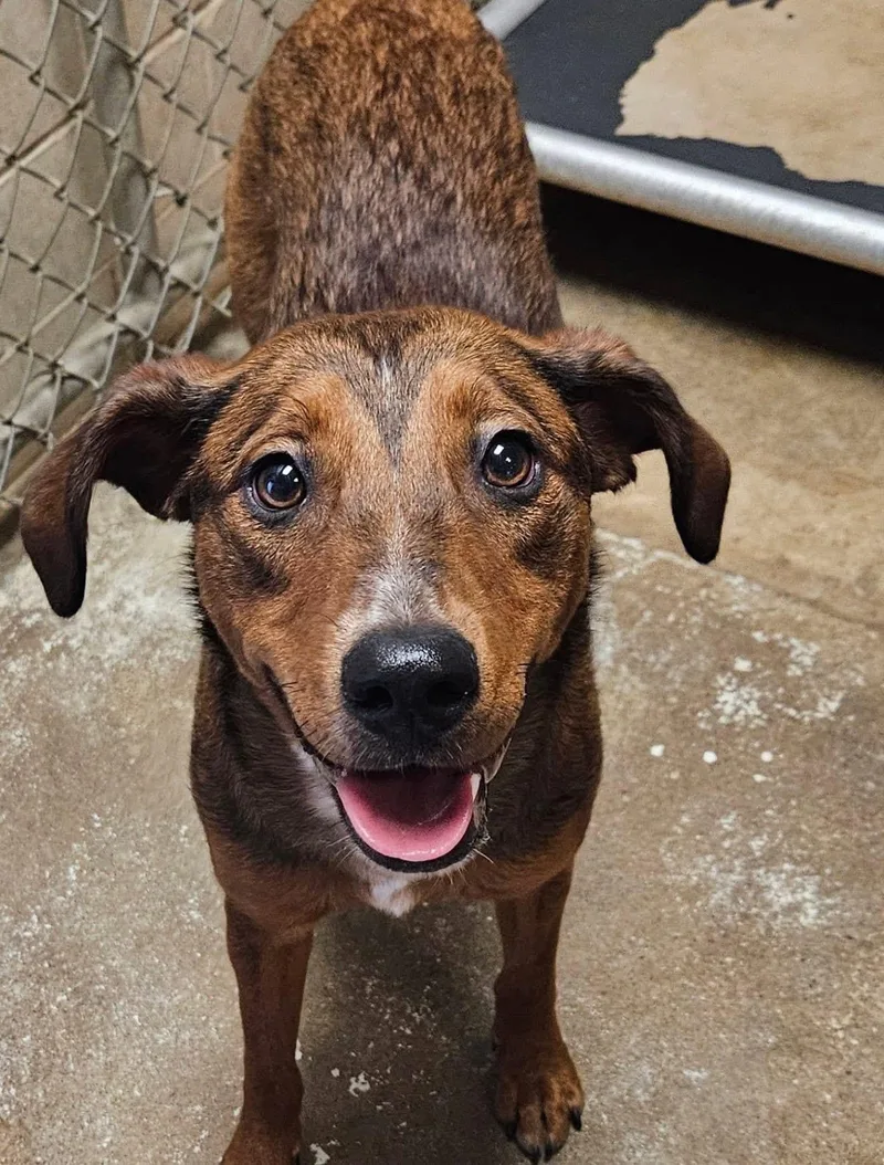 An adult large-sized female Bicolor Terrier dog named Kayla Hold for adoption in Canton, OH