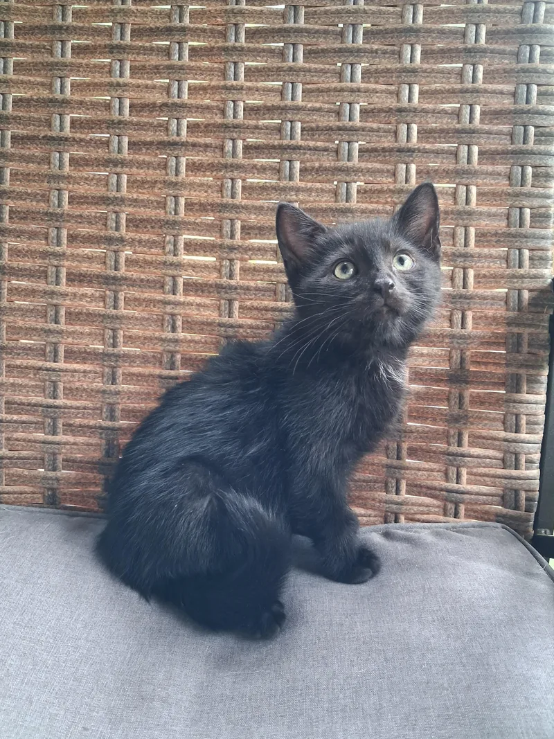 A baby small-sized male Domestic Short Hair cat named Play for adoption in Hershey, PA