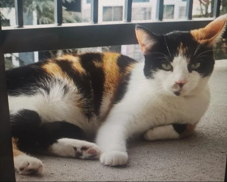 An adult medium-sized female Calico Domestic Short Hair cat named Savannah for adoption in Lemoyne, PA