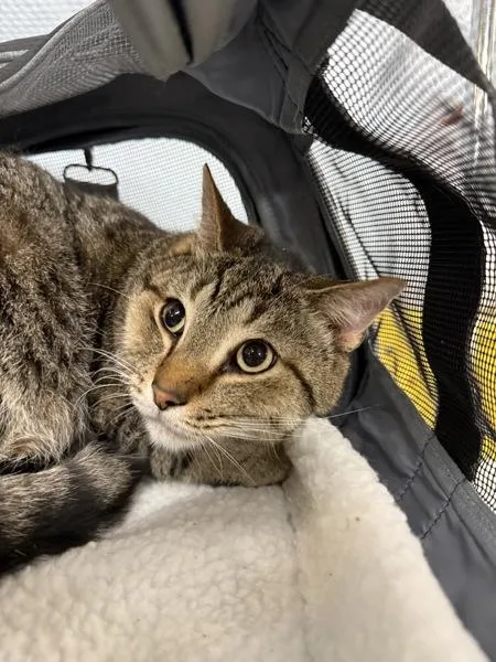 An adult large-sized male Domestic Short Hair cat named Guss for adoption in Millersville, MD