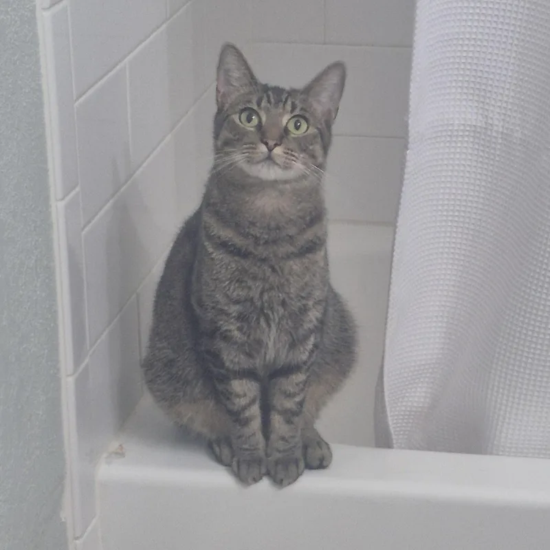 Piper