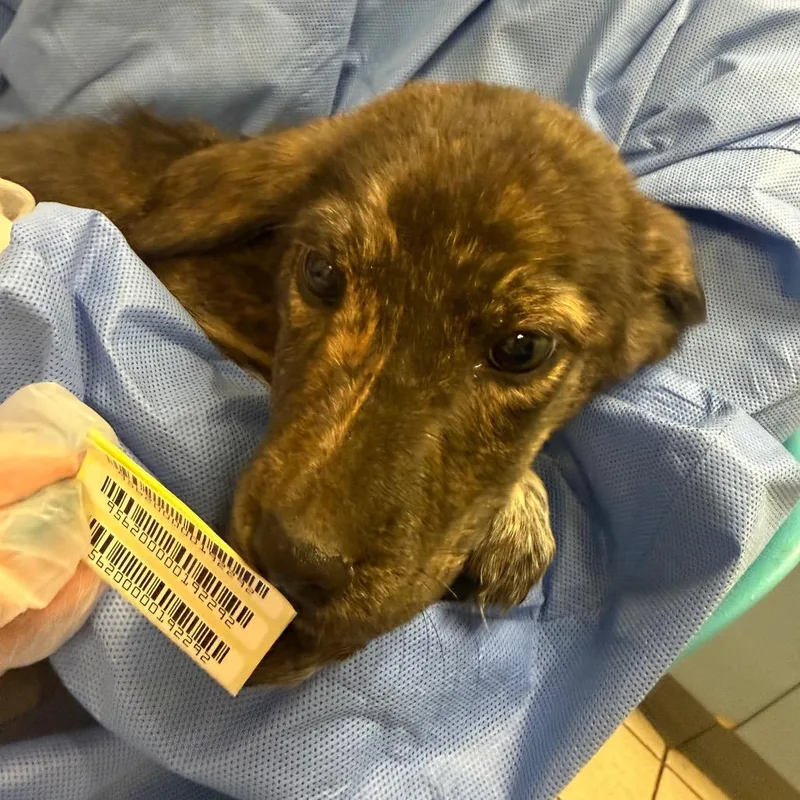 A baby small-sized male Brindle Mixed Breed dog named Blue for adoption in Springboro, OH