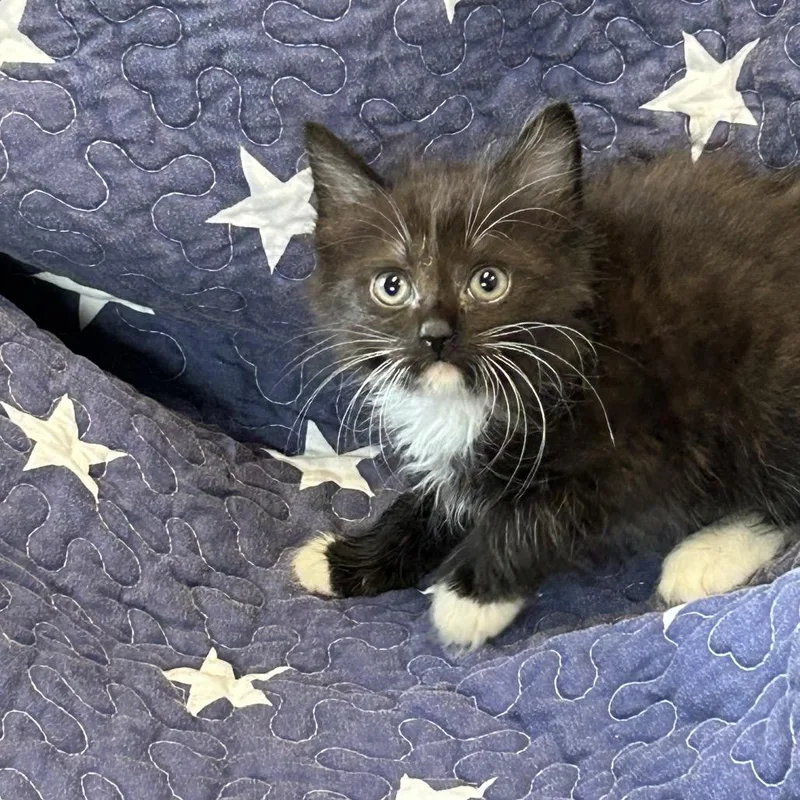 A baby small-sized female Black Domestic Short Hair cat named Scuff for adoption in Columbus, NC