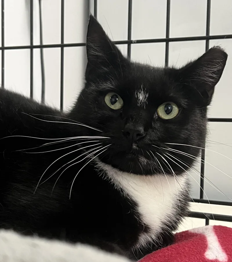 A young medium-sized female Black & White / Tuxedo Domestic Short Hair cat named Sylvia for adoption in Johnston, RI