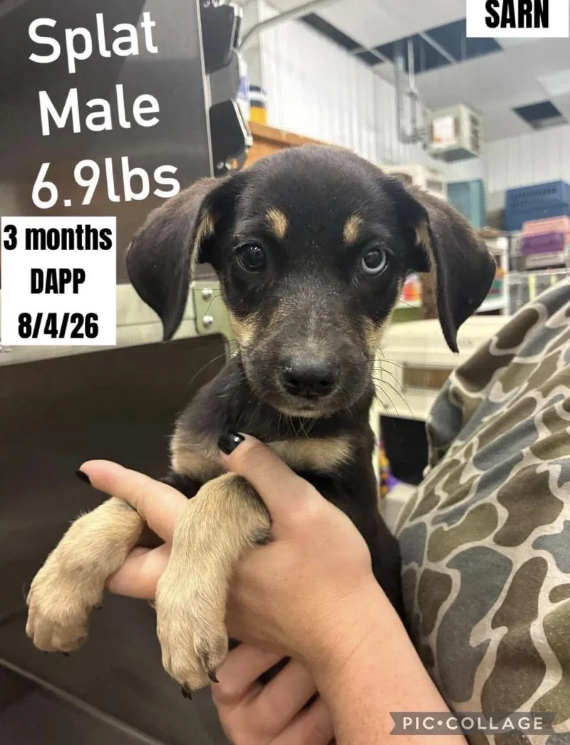 A baby medium-sized male Yellow / Tan / Blond / Fawn German Shepherd Dog dog named Splattern for adoption in Wonder Lake, IL