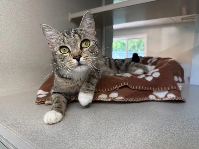 A young medium-sized female Domestic Short Hair cat named Turtle for adoption in Viroqua, WI