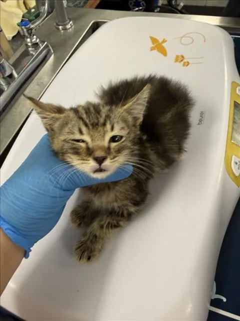 A baby small-sized male Brown / Chocolate Domestic Short Hair cat named Percy for adoption in Woodland, CA