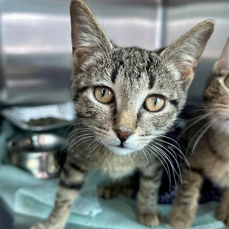 A baby small-sized female Brown / Chocolate Domestic Short Hair cat named Irresistible for adoption in Matteson, IL