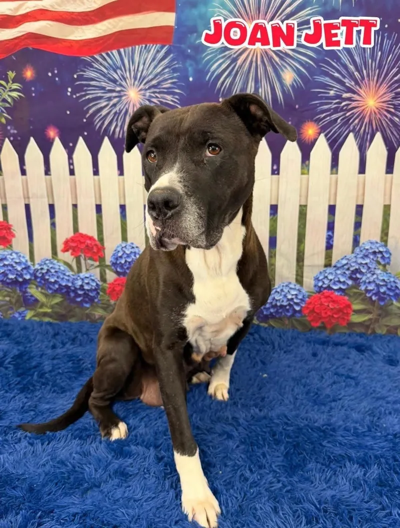 An adult large-sized female Black Mixed Breed dog named Joan Jett for adoption in Flint, MI