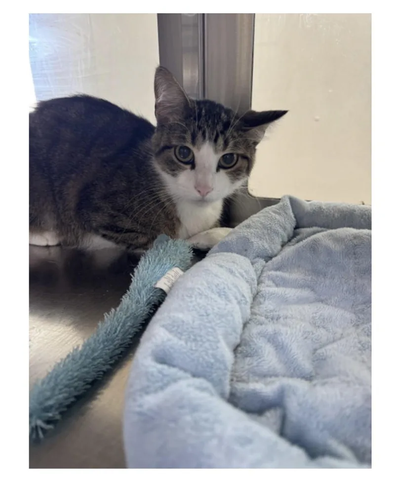 A young medium-sized male Gray & White Domestic Short Hair cat named Kip for adoption in Minneapolis, MN