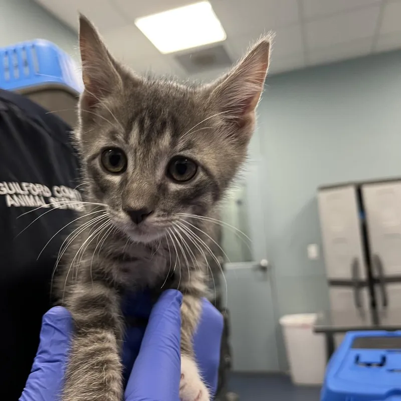 A baby small-sized male Gray / Blue / Silver Domestic Short Hair cat named Toast for adoption in Greensboro, NC
