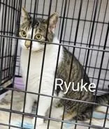 A senior large-sized male Tabby (Tiger Striped) Domestic Short Hair cat named Ryuke for adoption in Moline, IL