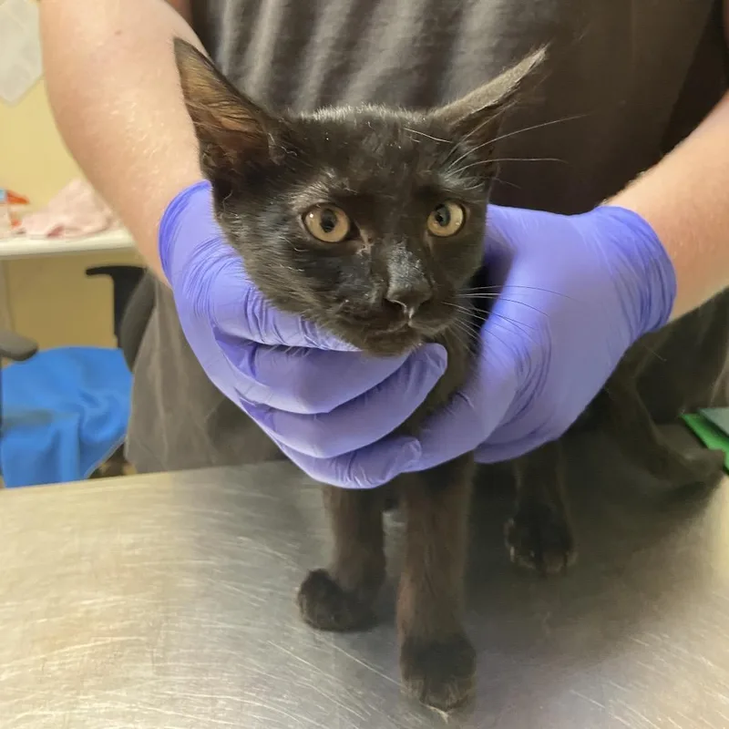 A baby medium-sized male Black Domestic Short Hair cat named Poseidon for adoption in Monroe, LA