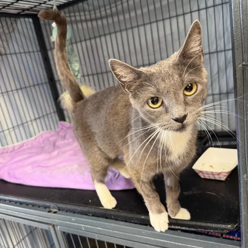 A young medium-sized female Gray / Blue / Silver Domestic Short Hair cat named Katia for adoption in Enid, OK