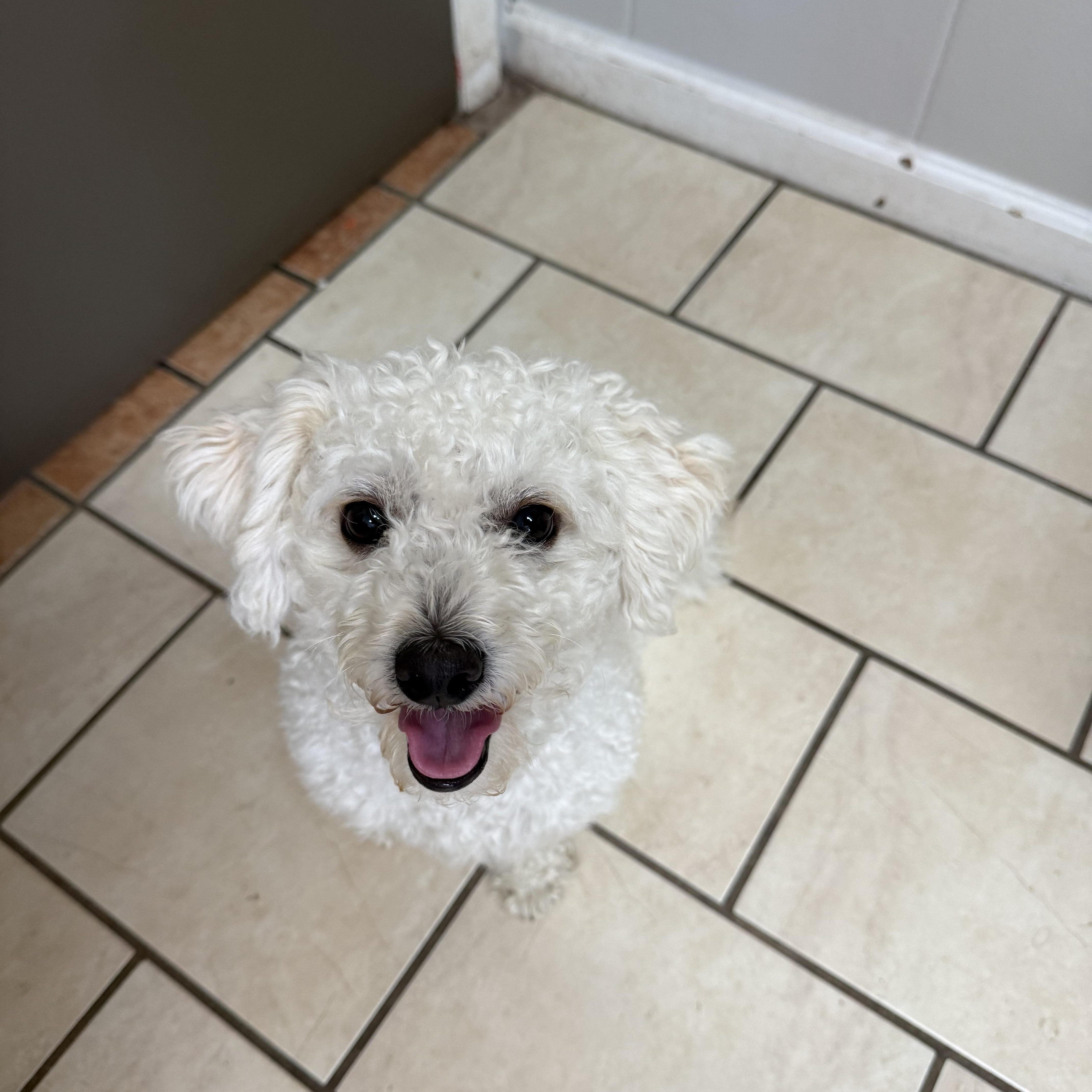 A young small-sized male White / Cream Toy Poodle dog named Bo for adoption in Hendersonville, TN