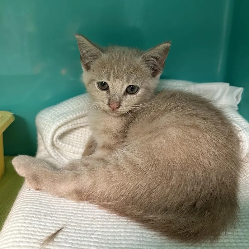A baby small-sized male American Shorthair cat named Mater for adoption in Oak Ridge, TN