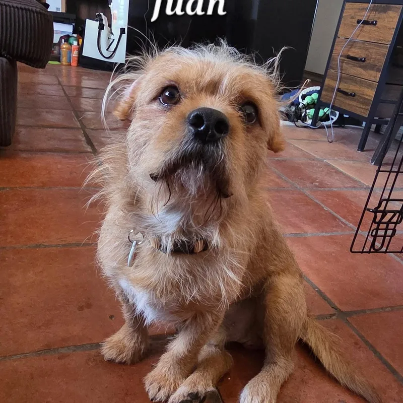 A young small-sized male Yellow / Tan / Blond / Fawn Terrier dog named Juan for adoption in Phoenix, AZ