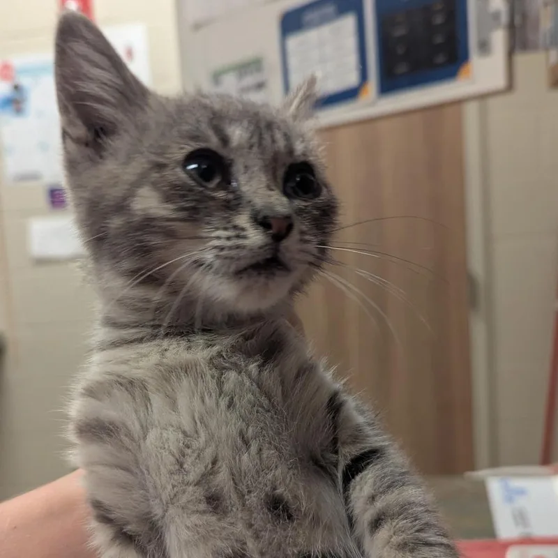 Ronan
