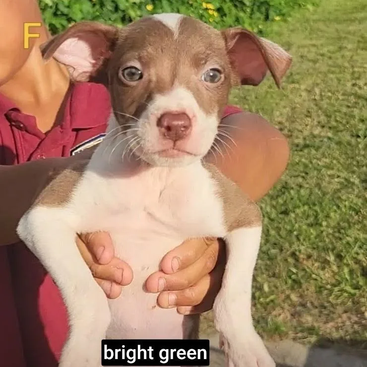 A baby medium-sized female Apricot / Beige German Shorthaired Pointer dog named Margarita for adoption in New Orleans, LA