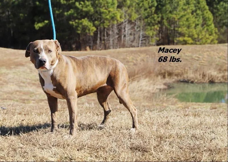 A young large-sized female Mixed Breed dog named Macey for adoption in Oxford, NC