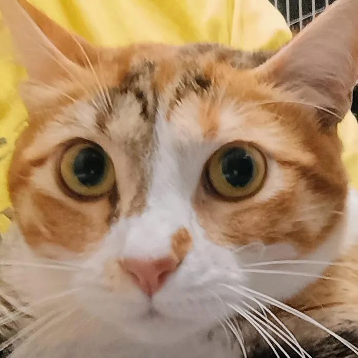 An adult large-sized female Orange / Red Domestic Short Hair cat named Snickerdoodle for adoption in Palestine, TX