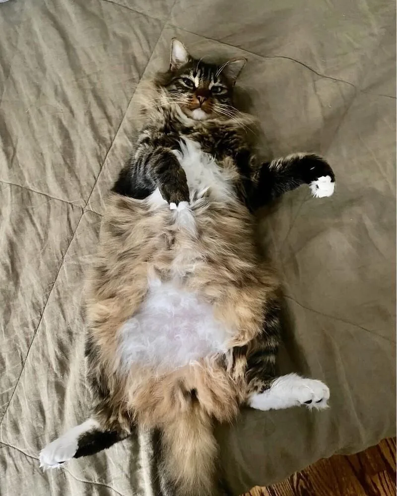 An adult medium-sized male Brown / Chocolate Domestic Long Hair cat named Carter for adoption in Oradell, NJ