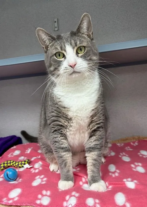 An adult large-sized male Domestic Short Hair cat named Ace for adoption in Skillman, NJ