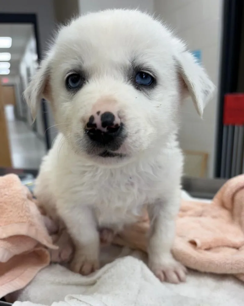 Bird  Cardinal thumbnail 2