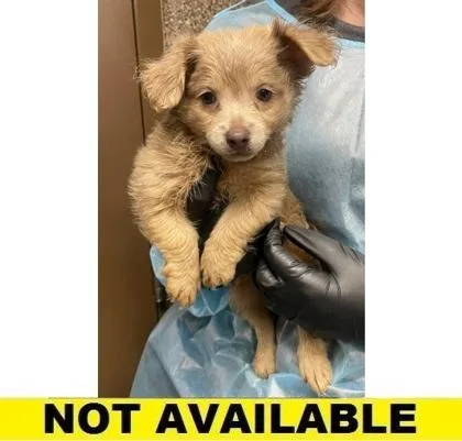 A baby small-sized male Mixed Breed dog named What`s Up Doc? for adoption in Eugene, OR
