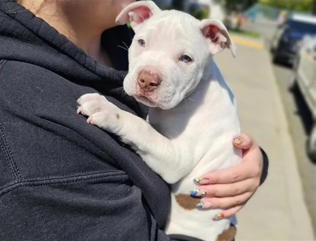 A baby small-sized male Pit Bull Terrier dog named Pongo for adoption in Fremont, CA