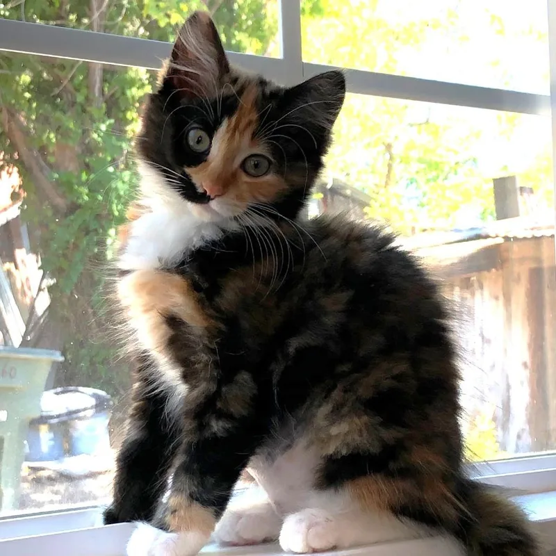 A baby small-sized female Calico Domestic Medium Hair cat named Bella for adoption in Santa Rosa, CA