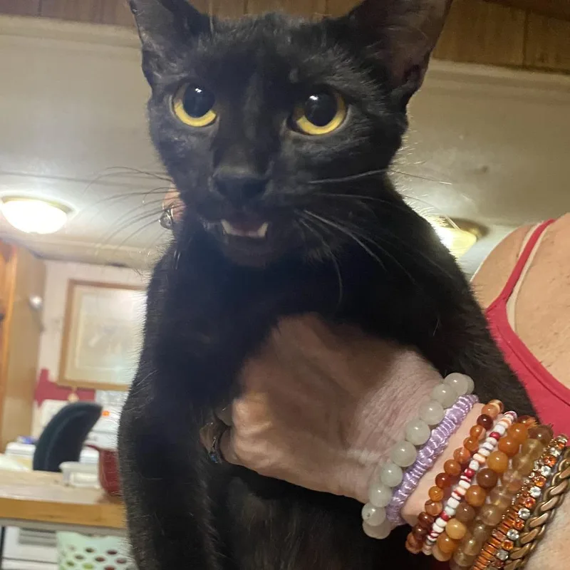A young medium-sized female Domestic Short Hair cat named Blue C for adoption in Russellville, KY