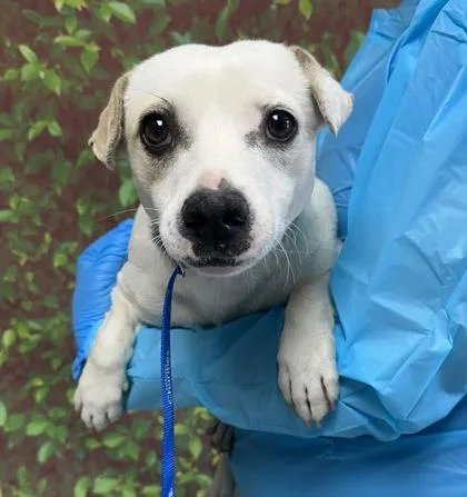 An adult small-sized female Chihuahua dog named Betty for adoption in San Antonio, TX