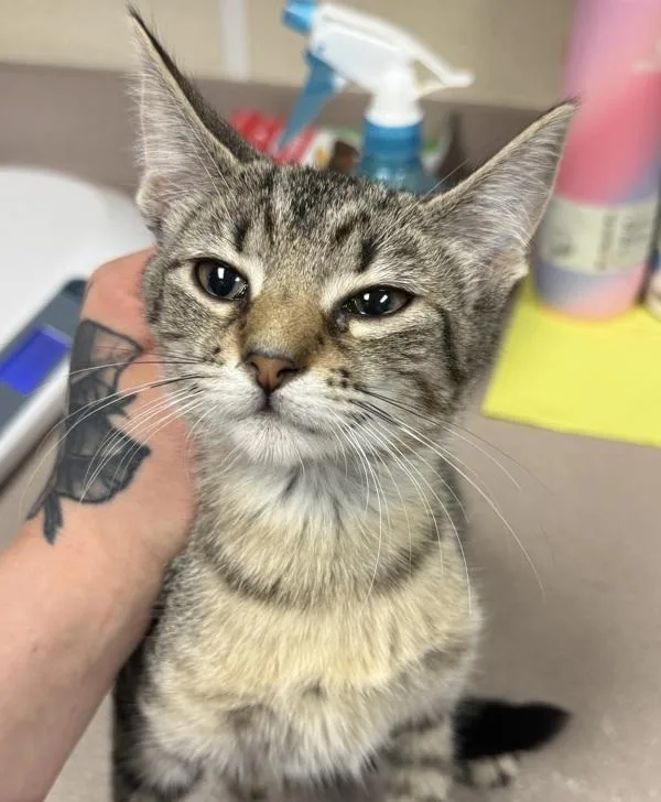 A young small-sized female Domestic Short Hair cat named Kimberly for adoption in Salisbury, MD