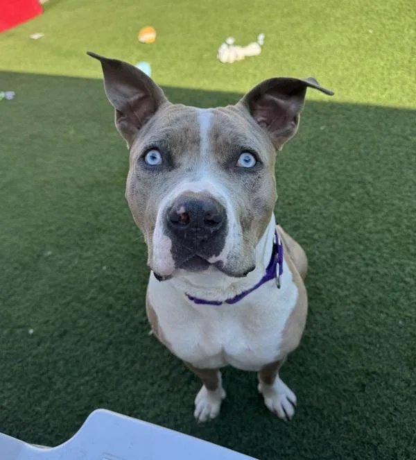 An adult large-sized female Pit Bull Terrier dog named Mulan for adoption in Oceanside, CA