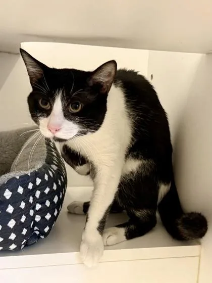 An adult medium-sized male Domestic Short Hair cat named Little Andy for adoption in Downers Grove, IL