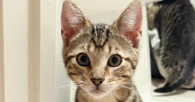 A baby medium-sized male Tabby cat named Zesty for adoption in Calimesa, CA