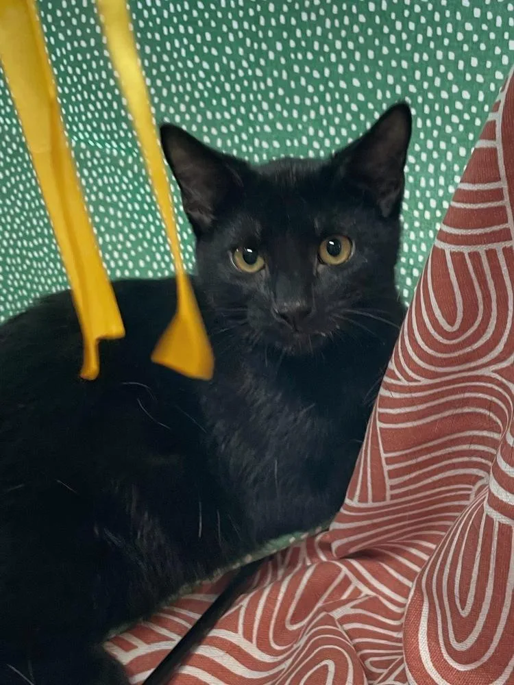 A baby small-sized male Black Domestic Short Hair cat named Koala for adoption in Omaha, NE