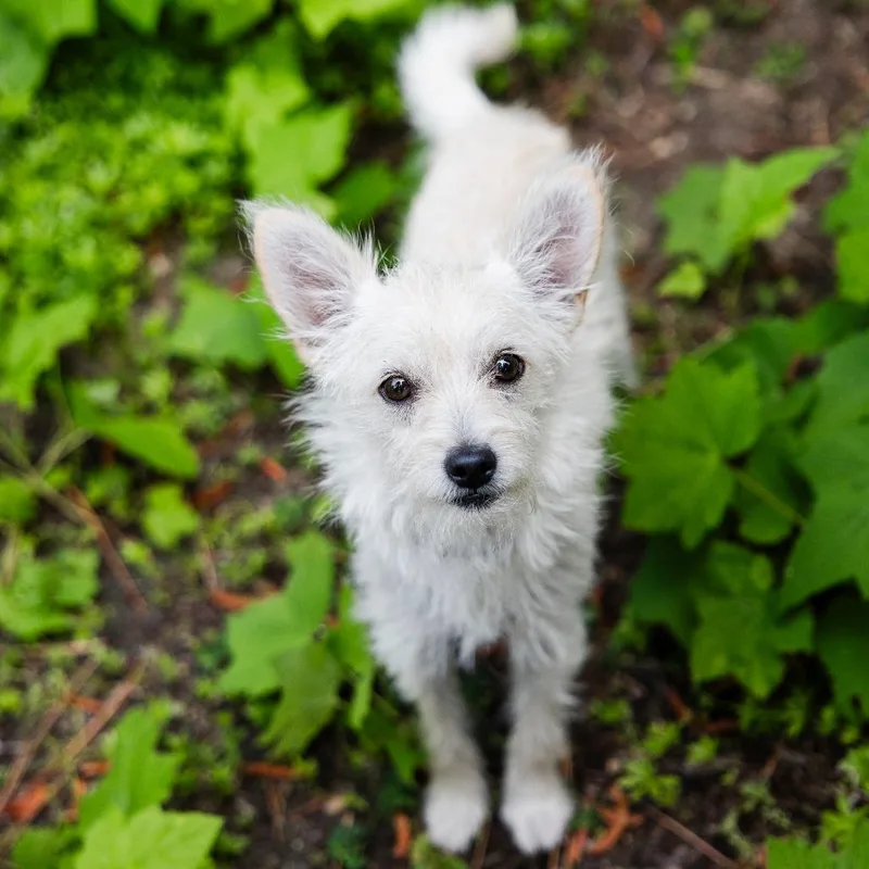 A young small-sized male White / Cream Wirehaired Terrier dog named Tolkien for adoption in Incline Village, NV