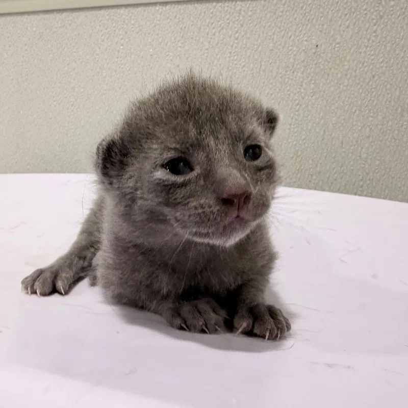 A baby small-sized male Gray / Blue / Silver Domestic Short Hair cat named Atlas for adoption in Tampa, FL