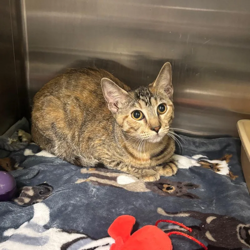 An adult small-sized female Domestic Short Hair cat named Callao for adoption in Brookfield, MO